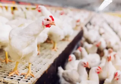 indoor chicken farm indoor chicken farm